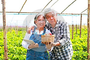 Happy smiling Asian elderly couple standing in strawberry farm and holding a wooden basket filled with strawberries.