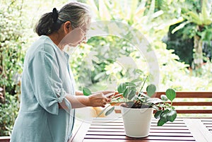 A happy and smiling Asian old elderly woman is planting for a hobby after retirement in a home. Concept of a happy lifestyle and