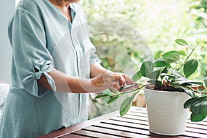 A happy and smiling Asian old elderly woman is planting for a hobby after retirement in a home. Concept of a happy lifestyle and