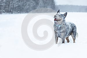 Happy smiling australian cattle dog or blue heeler standing at winter nature with face covered with snow