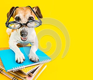 Happy smiling back to school dog on yellow background