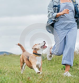 Happy smiling beagle dog running and gazing at owner female`s eyes jogging with him. Walking by meadow grass path in nature with