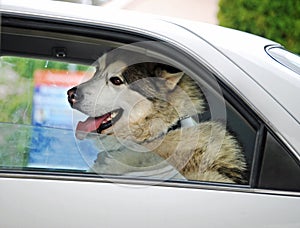 Happy smiling big dog in motorcar going on holiday