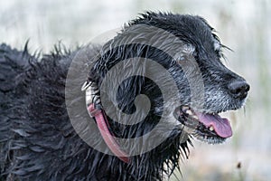 Happy Smiling Black Dog Fetching Stick in the water by the lake.