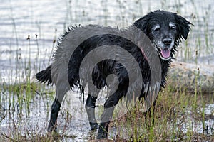 Happy Smiling Black Dog Fetching Stick in the water by the lake.
