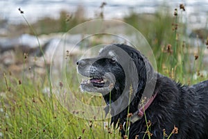 Happy Smiling Black Dog Fetching Stick in the water by the lake.