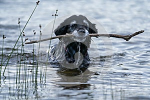 Happy Smiling Black Dog Fetching Stick in the water by the lake.