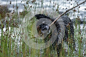 Happy Smiling Black Dog Fetching Stick in the water by the lake.