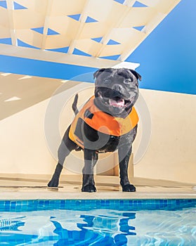 Happy, smiling black staffordshire bull terrier dog in an orange lifejacket, buoyancy aid standing by the side of a swimming pool