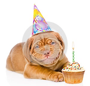 Happy smiling Bordeaux puppy dog with birthday hat and cake. isolated