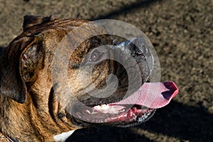 Happy Smiling Boxer Dog Portrait