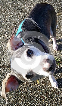 Happy Smiling Chester Buddy with head tilt, Chihuahua and Whippet mix male Dog