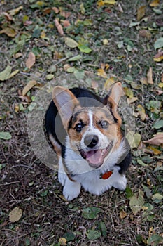 Happy Smiling Corgi Puppy