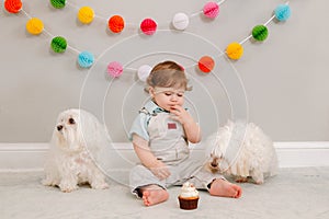 Happy smiling cute Caucasian baby boy celebrating first birthday at home. Child kid toddler sitting on floor with two white pet