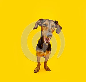 Happy smiling dachshund puppy dog with closed eyes. Isolated on yellow background