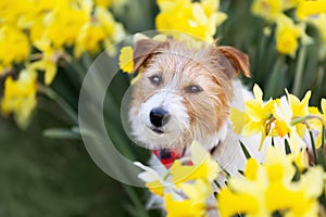 Happy smiling dog face in the flowers in spring, easter background