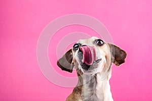 Happy smiling dog face with long tongue. Licking pet waiting for food photo