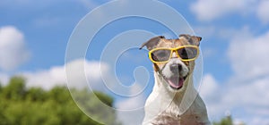 Happy smiling dog in sunglasses with blue sky in background on bright sunny summer day at beach