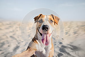 Happy smiling dog taking self portrait on the beach.