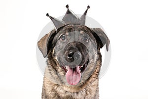 Happy smiling face of mongrel dog with tongue out wearing silver princess crown isolated