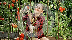 Happy smiling female farmer picking ripe red tomato and smelling it in garden. Concept of gardening, domestic food and