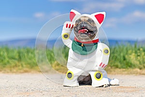 Happy smiling French Bulldog dog dressed up with traditional Japanese so called `Maneki Neko` winking lucky cat Halloween costume