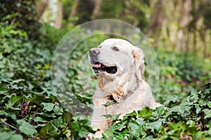 Happy smiling golden retriever dog on spring green ivy grass