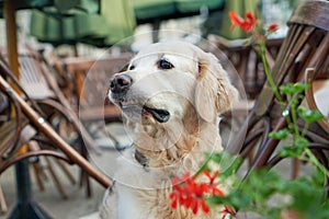 Happy smiling golden retriever young dog in old city downtown.