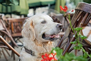 Happy smiling golden retriever young dog in old city downtown.