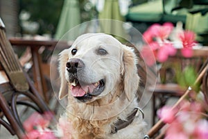 Happy smiling golden retriever young dog in old city downtown.