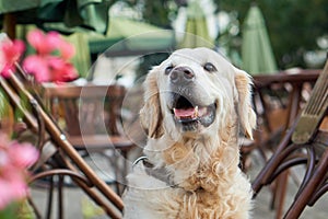 Happy smiling golden retriever young dog in old city downtown.