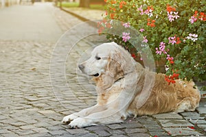 Happy smiling golden retriever young dog in old city downtown.