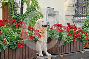 Happy smiling golden retriever young dog in old city downtown.