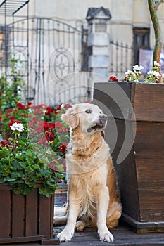 Happy smiling golden retriever young dog in old city downtown.