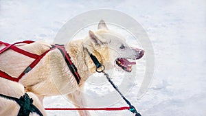 A happy, smiling husky dog running in snow.