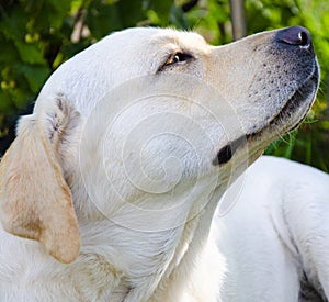 The happy Smiling labrador  dog