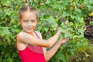 Happy smiling little girl harvesting fresh black currants from a bush in summer garden