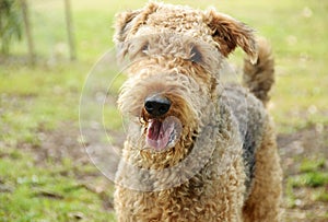 Happy smiling pet dog