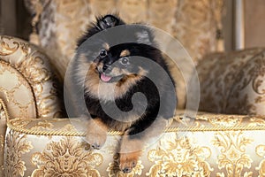 Happy smiling pomeranian spitz dog of black sable color lying down on golden armchair photo