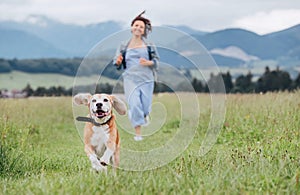 Happy smiling running beagle dog portrait with tongue out and owner female jogging by the mounting meadow grass path. Walking in
