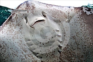 Happy Smiling Stingray