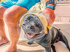 Happy, smiling wet Staffordshire bull terrier dog having his head towel dried by a man in trunks after swimming