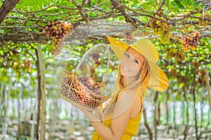 Happy smiling woman with red grapes harvest in basket, sunset vineyard background