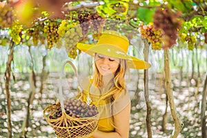 Happy smiling woman with red grapes harvest in basket, sunset vineyard background