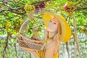 Happy smiling woman with red grapes harvest in basket, sunset vineyard background