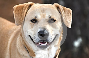 Happy smiling Yellow Labrador Retriever and Hound mix breed dog outside on a leash