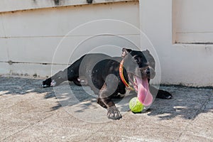 Happy smiling young black Pitbull dog playing with green tennis ball