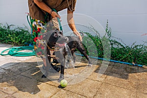 Happy smiling young black Pitbull dog washing under water jet with green tennis ball