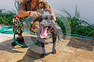 Happy smiling young black Pitbull dog washing under water jet with green tennis ball