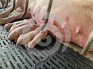 The happy sow, mother pig in big commercial swine farm